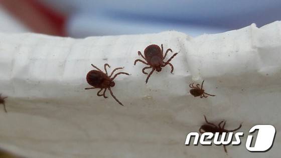 야생진드기(인천보건환경연구원 제공) © News1 DB