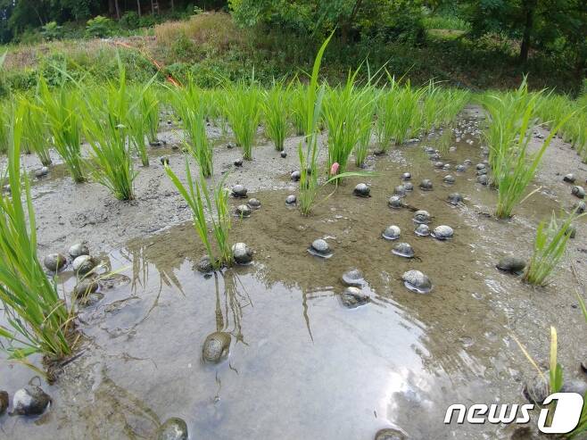국내 대표 친환경농법 가운데 하나였던 '우렁이농법'이 25년 만에 퇴출위기에 놓였다. 왕우렁이가 투입된 논. © News1