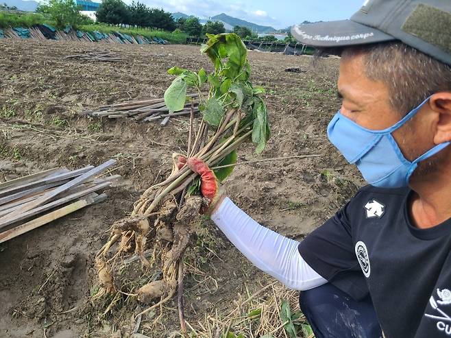 수해로 뿌리가 썩어 캐낸 6년근 인삼 촬영 박종국 기자