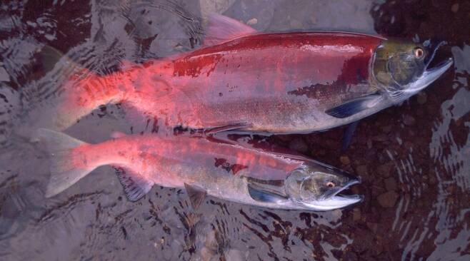 알래스카 픽 크리크에서 잡힌 암컷 홍연어(sockeye salmon) 바다에서 3년을 보낸 홍연어(위)와 2년을 보낸 연어의 덩치에 큰 차이를 보이고 있다. [Andrew Hendry 제공/ 재판매 및 DB 금지]