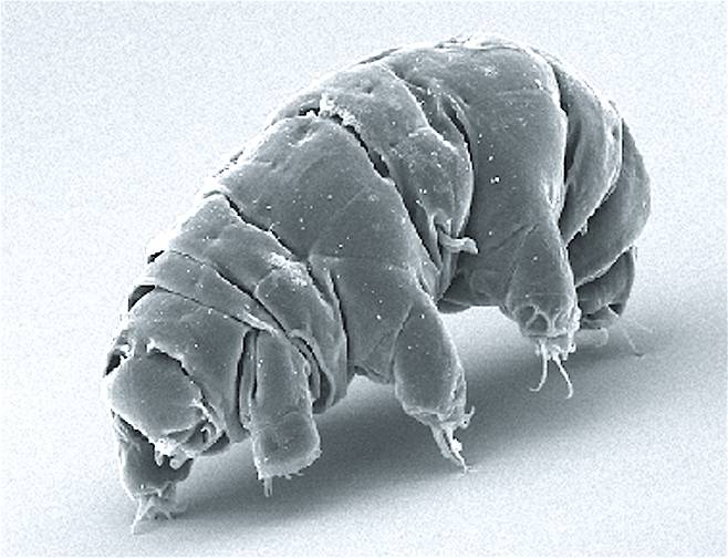 곰벌레(Milnesium tardigradum)의 주사전자현미경(SEM) 이미지(사진=Schokraie E, Warnken U, Hotz-Wagenblatt A, Grohme MA, Hengherr S, et al. (2012) / CC BY (https://creativecommons.org/licenses/by/2.5))