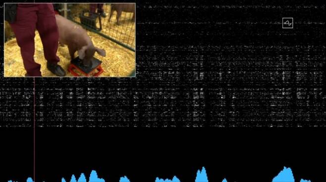 거투르드가 주둥이를 이용해 냄새를 맡자 신호가 컴퓨터로 전송되고 있다. 유튜브 캡처