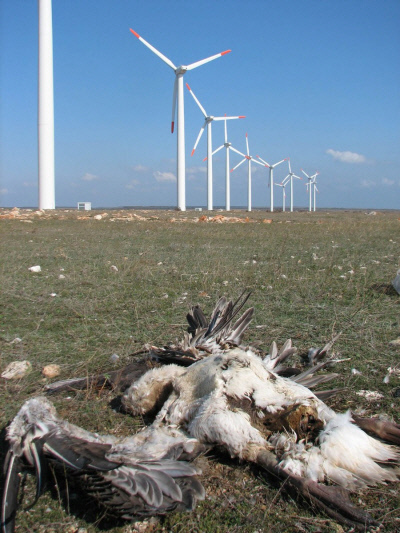 풍력발전기와 충돌해 죽은 새의 사체가 땅에 방치돼 있다.  불가리아조류보호협회 제공