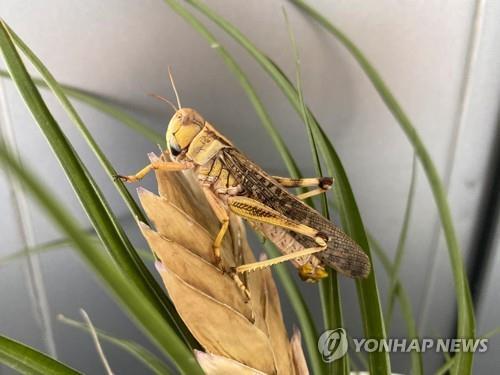 베이징 한 실험실에서 사육되고 있는 메뚜기 [로이터=연합뉴스 자료사진]