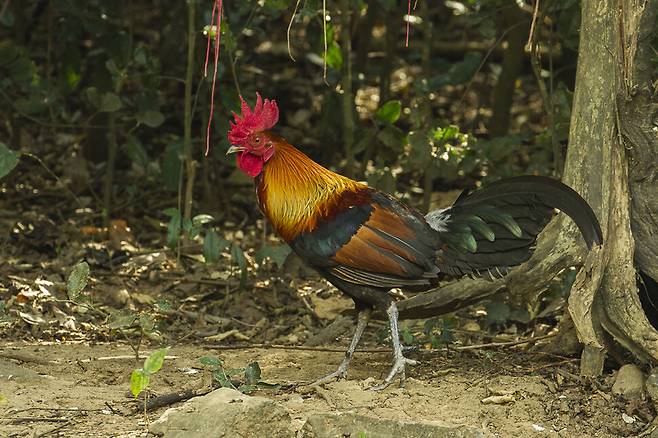 타이 정글의 적색야계 수컷. 매우 조심스럽고 겁이 많은 이 야생닭을 가축 닭으로 형질을 바꾸는 과정은 매우 신속하게 이뤄진다는 사실이 밝혀졌다. 프란체스코 베로네시, 위키미디어 코먼스 제공