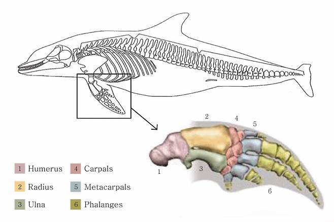 항아리에서 확인된 돌고래 동물유체. 발굴된 것은 왼쪽 전지골(앞발) 부분이다. 신라왕실이 고래고기까지 먹었음을 알려준다. |국립중앙박물관 제공