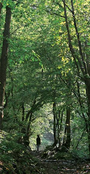 홍천에서 구룡령을 넘으면 양양 갈천리다. 갈천리에는 갈천약수가 있는데 약수터로 가는 1㎞가 채 안 되는 숲길이 이처럼 청량하다.