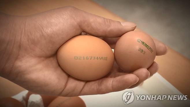 달걀 [연합뉴스TV 제공]