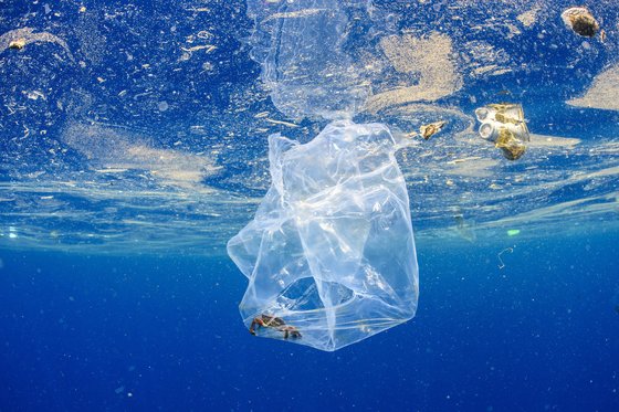 인도양에서 게 한 마리가 바다에 버려진 비닐봉지에 갇혔다. Alex Mustard/WWF