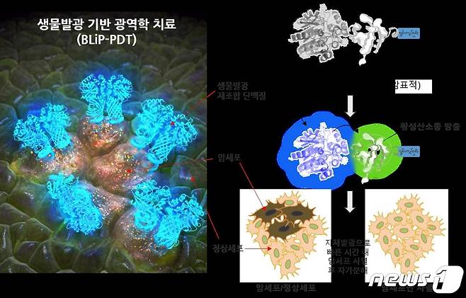 생물발광현상을 이용한 암세포의 광역학적 치료법 모식도© 뉴스1