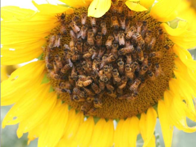 해바라기에 몰려든 꿀벌들. 벌집에서 설탕물과 인공 해바라기 향기를 함께 주면 나중에 해바라기를 찾는 꿀벌들이 크게 늘었다. 꿀벌이 해바라기 향기를 학습한 것이다./아르헨티나 부에노스 아이레스대