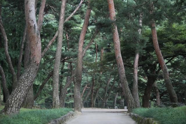 영주 소수서원 입구의 적송군락. ⓒ박준규
