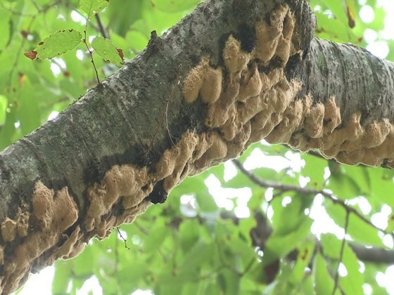 지난 7월 소백산의 한 나무에 붙어있는 매미나방 알집들. [국립공원공단 제공]