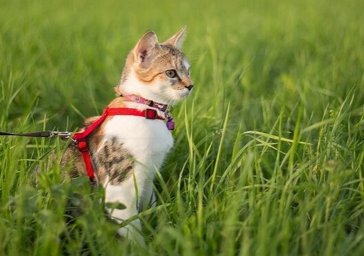 "산책하는 고양이를 보신 적 있나요?" 요즘 한강에선 고양이와 함께 산책하는 보호자들을 볼 수 있다. 출처: preventivevet.com
