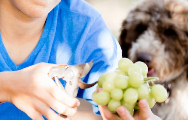 강아지가 포도를 먹으면 신장에 이상이 생길 수 있다. 사진 이미지투데이 © 뉴스1