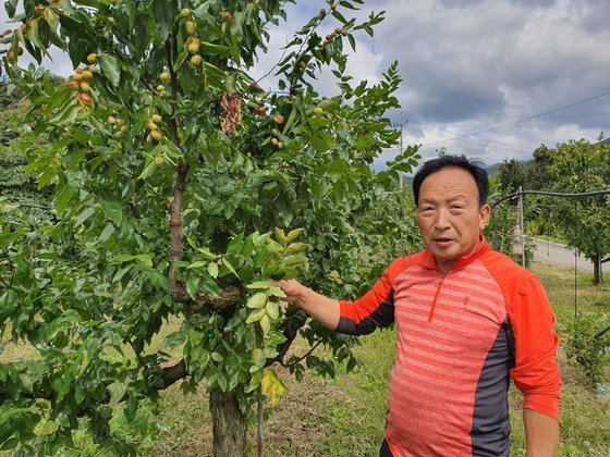 김홍래씨가 수확량이 급격히 감소한 노지 대추 나무를 보여주고 있다. 나무 상부를 제외한 줄기에 대추 열매가 달리지 않거나 떨어졌다. 최종권 기자