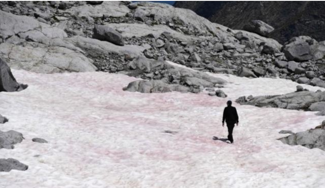 6월 4일 알프스 프레세나 빙하의 눈이 분홍색으로 변해 있다. AFP=연합뉴스