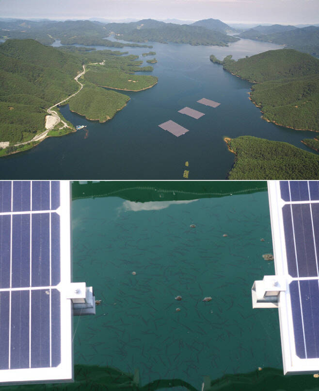 청풍호 위에 떠 있는 수상태양광발전소 전경(위 사진)과 태양광 패널 밑에 사는 치어떼의 모습. 한국수자원공사 제공
