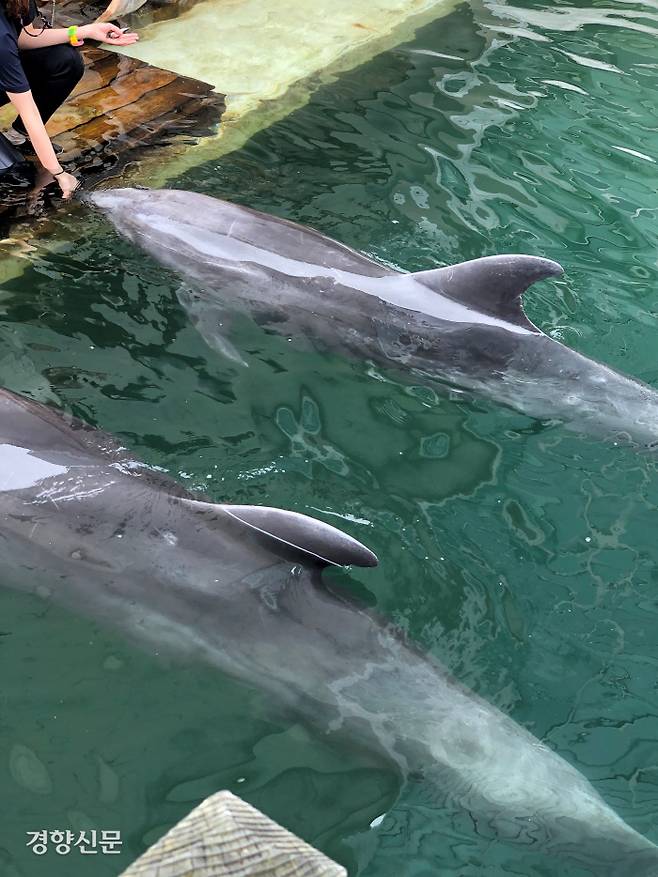 제주 마린파크의 돌고래들 모습. 김기범 기자