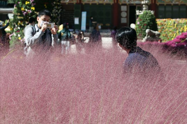 지난 5일 오후 서울 종로구 조계사에서 시민들이 핑크뮬리 사이에서 기념촬영을 하고 있다.ⓒ데일리안 홍금표 기자