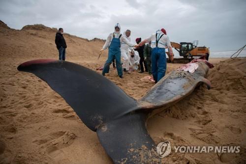 프랑스 해변에서 발견된 고래 사체 [AFP=연합뉴스자료사진]