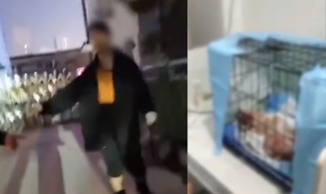 (왼쪽) 남성이 손을 흔들며 저리가라고 하는 모습. (오른쪽) 동물병원으로 옮겨진 고양이의 모습. 대면신문 영상 캡처