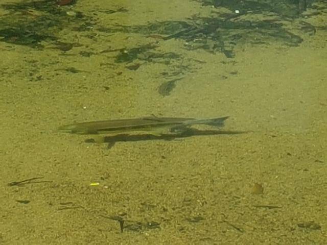 연어로 추정되는 어류가 온천천에서 유영하고 있다.