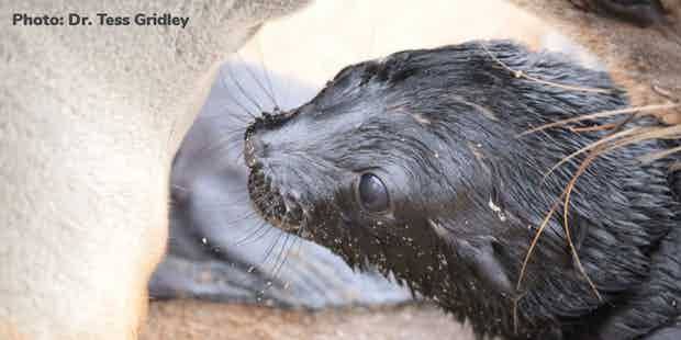 그리들리 박사는 암컷 케이프물개 5000~7000마리가 유산한 것으로 추정된다고 밝히면서도 앞으로 더 많은 물개가 태아 상태에서 죽을 가능성이 있다고 지적했다.(사진=테스 그리들리 박사 제공)