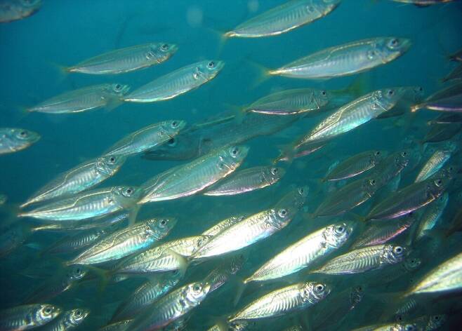 고등어류는 다랑어 다음으로 원양 어업의 표적이 된다. 전갱이 무리. 리처드 링, 위키미디어 코먼스 제공