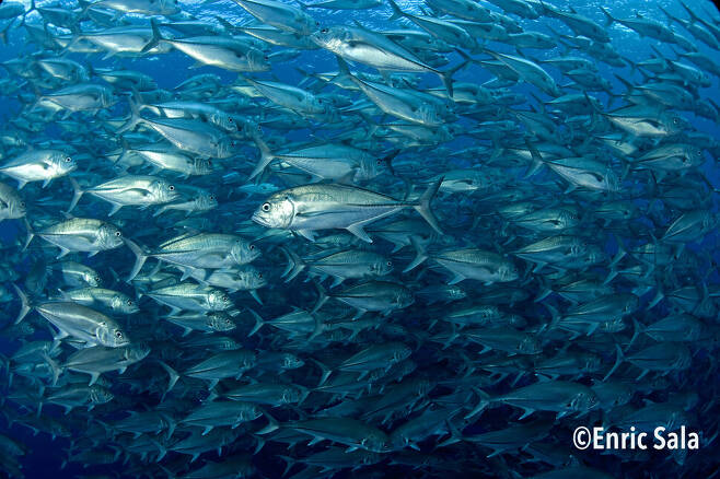 다랑어 등 대양어류를 현명하게 관리함으로써 해안 홍수림과 습지에 못지않은 자연적인 탄소 흡수 효과를 거둘 수 있다. 엔릭 살라 제공