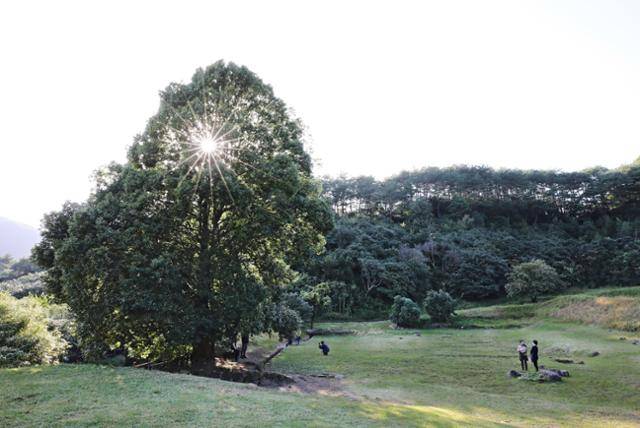 광양의 숨겨진 보물, 옥룡사지 동백숲은 주변이 무채색으로 변하는 겨울 무성한 녹음으로 더욱 빛나는 곳이다. ⓒ박준규