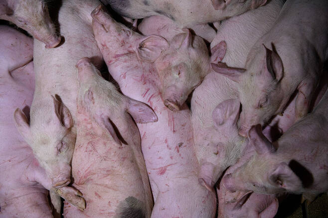이들이 잠입한 농가의 돼지들은 EU가 금지한 단미수술이 되어 있었다. Tros los Muros 제공