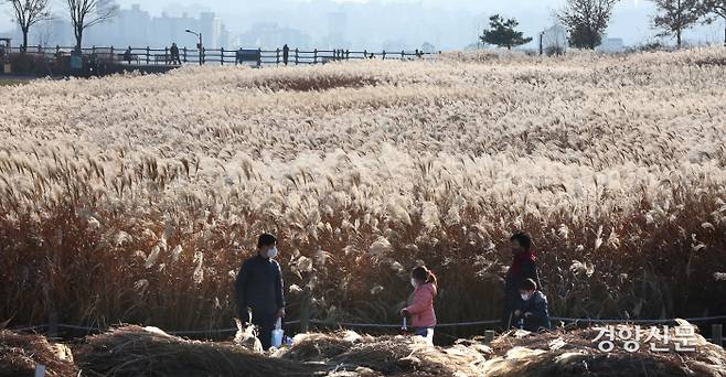 23일 오후 서울 마포구 하늘공원을 찾은 시민들이 억새밭 사이를 걷고 있다.