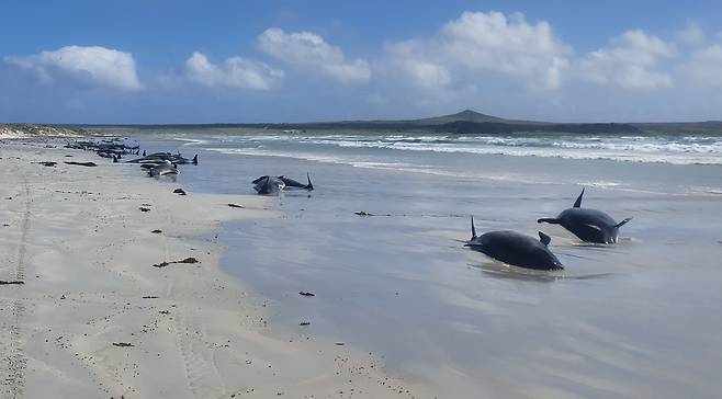 지난 22일(현지 시각) 뉴질랜드 동쪽 채텀 제도에서 고래 100마리가 떼죽음해 있다. /AFP 연합뉴스