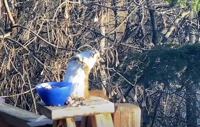 미국 미네소타에서 발효된 배를 먹고 취한 듯한 모습을 보이는 다람쥐가 포착됐다. 유튜브 영상 갈무리