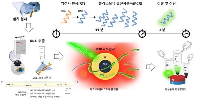 나노PCR 기술을 이용한 코로나19 바이러스 진단 과정 환자 시료에서 추출된 코로나19 바이러스 RNA는 나노PCR을 통해 역전사 및 유전자증폭, 검출과정을 거쳐 최종 코로나19 감염 여부를 진단하게 된다. 빠른 유전자증폭 및 검출을 위해 마그네토-플라스모닉 나노입자(MPN)을 사용해 기존 RT-PCR의 온도변화 사이클을 고속으로 구현하고, 이후 자기장에 의해 MPN이 스스로 분리돼 증폭된 유전물질의 형광신호가 검출되게 했다. [IBS 제공. 재판매 및 DB 금지]