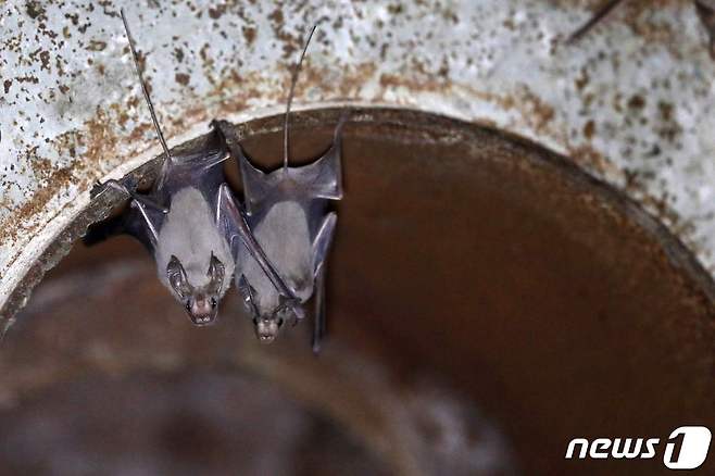박쥐. © AFP=뉴스1