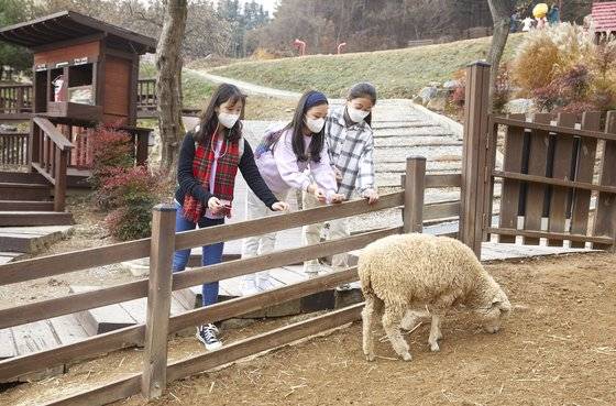 닭‧토끼 등이 뛰어노는 동물농장, 양떼목장도 있다. 스위스 초원에서 우연히 양을 만난 것처럼 반가워하는 소중 학생기자단.