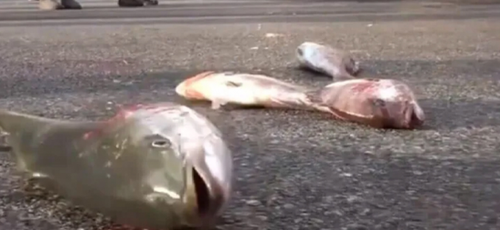지난달 27일 경남어류양식협회는 여의도 상경 집회에 살아있는 방어와 참돔을 데려와 민주당사 앞 도로에 내동댕이쳤다. 사진은 길에 내버려진 각종 물고기들.