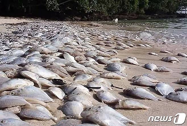 지난해 10월24일 태국 푸켓 동쪽 코나카야이 해변으로 밀려온 수백마리의 생선 사체. © AFP=뉴스1