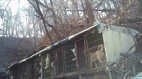 3기 신도시로 지정된 남양주시 왕숙지구에 불법 건축된 개농장의 모습. 세이브코리안독스 제공