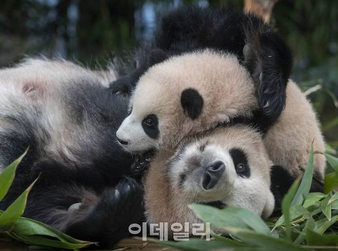 에버랜드 판다월드 어미 판다 ‘아이바오’와 아기 판다‘푸바오’ (사진=에버랜드)