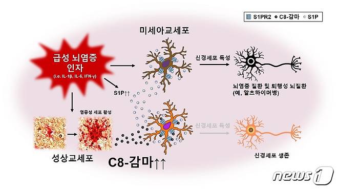 C8-감마의 발현 및 기능 기전(경북대 의대 석경호 교수)© 뉴스1