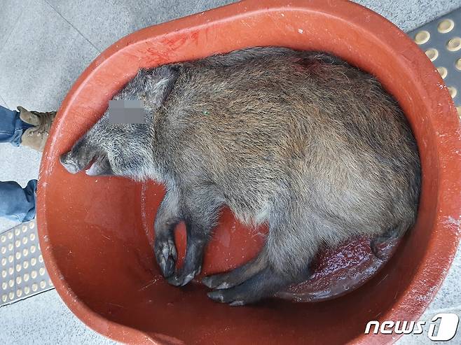 천안 한 대학교에 출몰한 멧돼지가 포획됐다.(천안동남소방서 제공)© 뉴스1