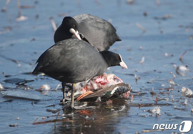 지난 3일 경남 창원시 의창구 주남저수지에서 물닭이 넓적부리 사체를 뜯어 먹고 있다.2021.1.6(최종수 생태사진작가 제공) © News1 강대한 기자