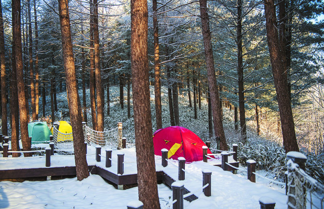 태기분교 터의 쭉쭉 뻗은 나무 사이 눈밭에 설치된 백패커들의 텐트.