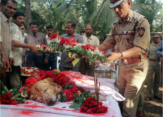 1993년 인도 뭄바이 폭탄테러 현장에서 맹활약한 뭄바이 경찰 마약탐지견 '잔지르'의 2000년 장례식. 로이터 연합뉴스.