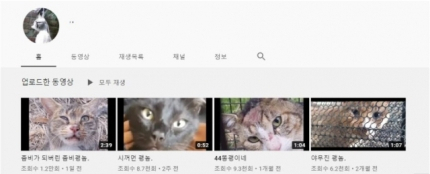 지난달 23일 고양이를 학대하는 영상을 올린 유튜브 채널. 현재 해당 채널은 삭제 조치된 상태다. [유튜브 캡처]