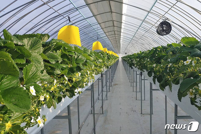 전북 무주군이 농업창업을 지원한다. 사진은 무주군이 시범사업으로 지원한 딸기 하우스.(무주군제공)2021.1.9© 뉴스1