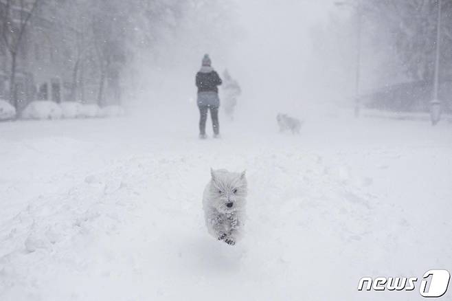스페인 대폭설이 9일(현지시간) 내린 가운데, 애완견들이 야외로 나와 뛰어놀고 있다. © AFP=뉴스1 © News1 박재우 기자